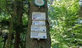 Tour Wandern Hunaweier - Dans les forêts de Hunawir et Riquewihr  - Photo 1