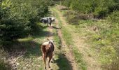 Trail Walking Libramont-Chevigny - Cani trail 5km avec raccourcis  - Photo 5