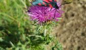 Tocht Stappen Valdeblore - tour du pic de colmiane - Photo 1