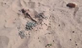 Tour Wandern M'Hamid El Ghizlane ⵎⵃⴰⵎⵉⴷ ⵍⵖⵯⵣⵍⴰⵏ امحاميد الغزلان - Campement 1 au Campement 2 - Photo 15