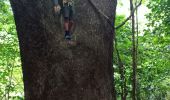 Tocht Stappen Le Prêcheur - Cascade Couleuvre - Photo 3