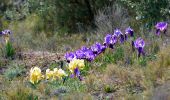 Trail Walking Marseille - Puget / Aiguille Guillemin  Cap Gros Val Chalabran-16056341 - Photo 8