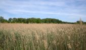 Randonnée A pied Inconnu - Naturlehrpfad obere Lobau (Saltenstraße Rundweg) - Photo 2