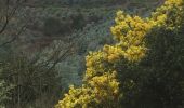 Trail Walking Tanneron - Mimosa  - Photo 3