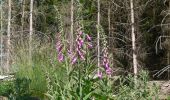 Tour Wandern Aywaille - Balade aux coquelicots digitales et fraises des bois à partir du château de Harzé - Photo 19