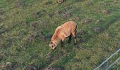 Tour Wandern Middelkerke - lombardsijde westende - Photo 16