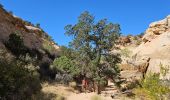 Tocht Stappen Unknown - 2024 Capitol Reef Hickman Bridge - Photo 11