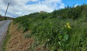 Trail Walking Pont-à-Celles - Marche éphémère Liberchirs - Photo 3