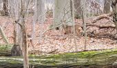 Trail Walking Maldegem - Drongengoedbos - Photo 1