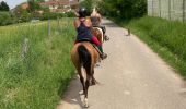 Trail Horseback riding Hériménil - Herimenil baignade Tivio Kenzo tiboy  - Photo 16