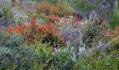 Randonnée Marche Cassis - Cassis - La couronne de Charlemagne - Cap canaille - Photo 6