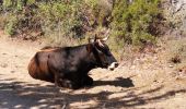 Tour Wandern Tolla - lac de Tolla  - Photo 2