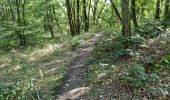 Trail Walking Chamarande - Forêt Départementale du Belvédère à Chamarande - Photo 15