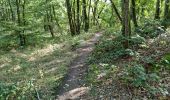 Percorso Marcia Chamarande - Forêt Départementale du Belvédère à Chamarande - Photo 15