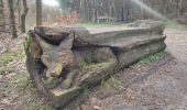 Tocht Stappen Horst aan de Maas - Schadijkse Bossen - Photo 5