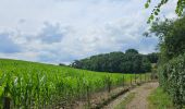 Tour Wandern Vuren - A la découverte de Fourons 🥾 - Photo 9