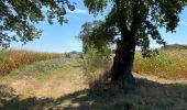 Tour Wandern Aire-sur-l'Adour - GR65 Aire sur Adour > Miramont-Sensacq - Photo 2