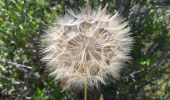 Trail Walking Roquebrune-sur-Argens - La Bouverie - Gorges du Blavet - Grotte du Muéron - Photo 11