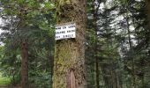 Trail Walking Lepuix - Giromagny - sentier des mines  - Photo 7