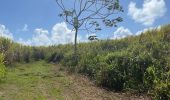 Randonnée Marche nordique La Trinité - Usine du Galion - les étangs - mangrove  Woz  - Photo 13