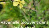 Percorso Marcia Mandelieu-la-Napoule - SityTrail - MANDELIEU : Flore Botanique 2025-04-09 (Ext) - Photo 5