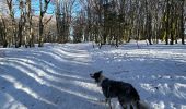Trail Walking Stosswihr - Les 3 Fours - col de la Schlucht - Photo 11