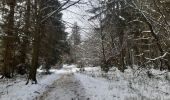 Tour Wandern Weismes - entre botrange et bois de sourbrodt - Photo 3