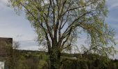 Percorso A piedi Pöllauberg - Grafendorf Masenberg Weg 18 - Photo 7