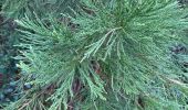 Tour Wandern Le Chesnay-Rocquencourt - Arboretum de Chevreloup - Photo 10