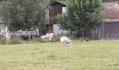 Trail Walking Binche - Buvrinnes 25 07 20 - Photo 5