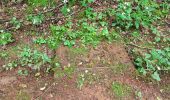 Tocht Stappen Champagney - Canal souterrain de la Haute-Saône - Photo 8