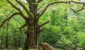 Tour Zu Fuß Gutsbezirk Reinhardswald - Rundweg Urwald Sababurg rot - Photo 4