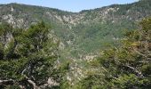 Percorso Marcia Val-d'Aigoual - Cascade d'Orgon depuis Cap de Côte - vue Mont Aigoual - Photo 7