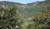 Randonnée Marche Val-d'Aigoual - Cascade d'Orgon depuis Cap de Côte - vue Mont Aigoual - Photo 7