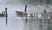 Tour Wandern Eijsden-Margraten - 20240523 - Balade ornithologique Oost Maarland - 2.2 Km - Photo 12