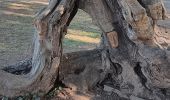 Trail Walking Saint-Cyprien - jardin des plantes de Saint cyprien  - Photo 10