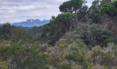 Tour Wandern Puget-sur-Argens - La Lieutenante (D.R ) - Photo 3