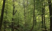 Percorso A piedi Berka vor dem Hainich - Wanderweg Sulzrieden - Photo 3