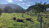 Excursión Senderismo Meerfeld - Meerfelder Maar en Waldsbornkratersee (PVDB ) - Photo 6