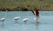 Trail On foot Almancil - PP Ria Formosa - Photo 2