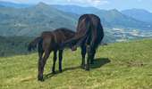 Tour Wandern Itxassou - Mondarrain Gorospil en boucle retour par GR10 - Photo 1