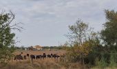 Percorso Bici da strada Agde - bezier aide  - Photo 2