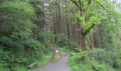 Percorso A piedi Sconosciuto - Rostrevor Forest - Slievemartin Trail - Photo 8