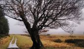 Trail Walking Waimes - CANI-RANDO TOUR ( boucle les caillebotis de la fagne wallonne) - Photo 4