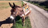 Trail Donkey back riding Livron-sur-Drôme - Abiche toundra - Photo 1