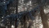 Trail Walking Apremont - pointe de la gorgeat par col granier - Photo 6