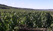 Trail Walking Beaune -  beaune - Photo 3