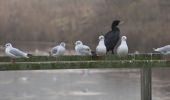 Percorso Marcia Oupeye - 20211216 - Balade ornithologique - Trilogiport - Photo 13