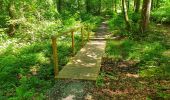 Trail Walking Fontaine-l'Évêque - Balade en forêt Domanial de Leernes  - Photo 7