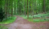 Tour Zu Fuß Schieder-Schwalenberg - Wanderweg A2 Glashütte Siekholz - Photo 3